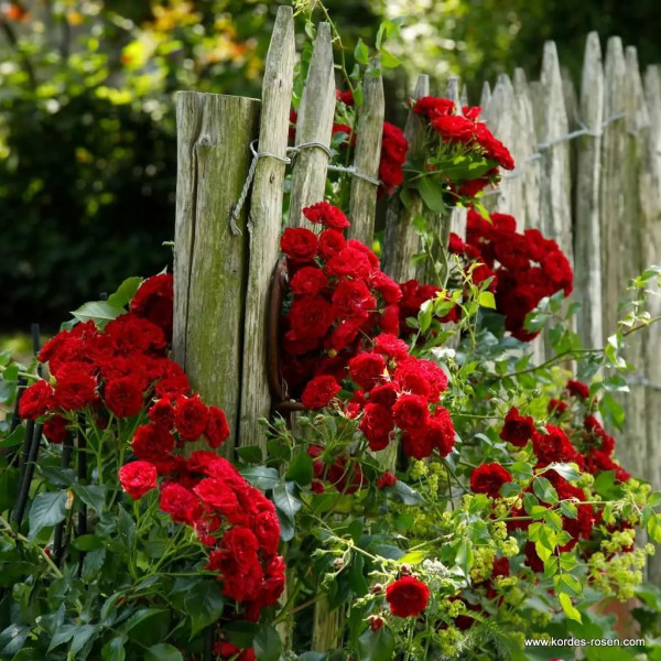 CRIMSON SILUETTA® CRIMSON SILUETTA®